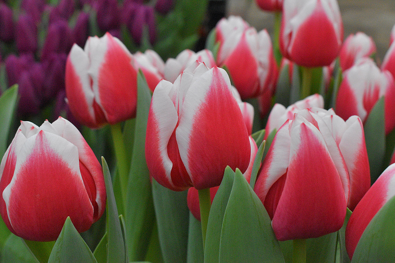 tulips